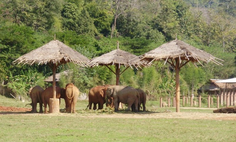 Elephant near Chiang Mai